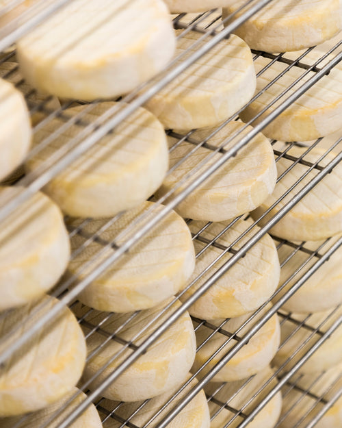 quesos de oveja tiernos