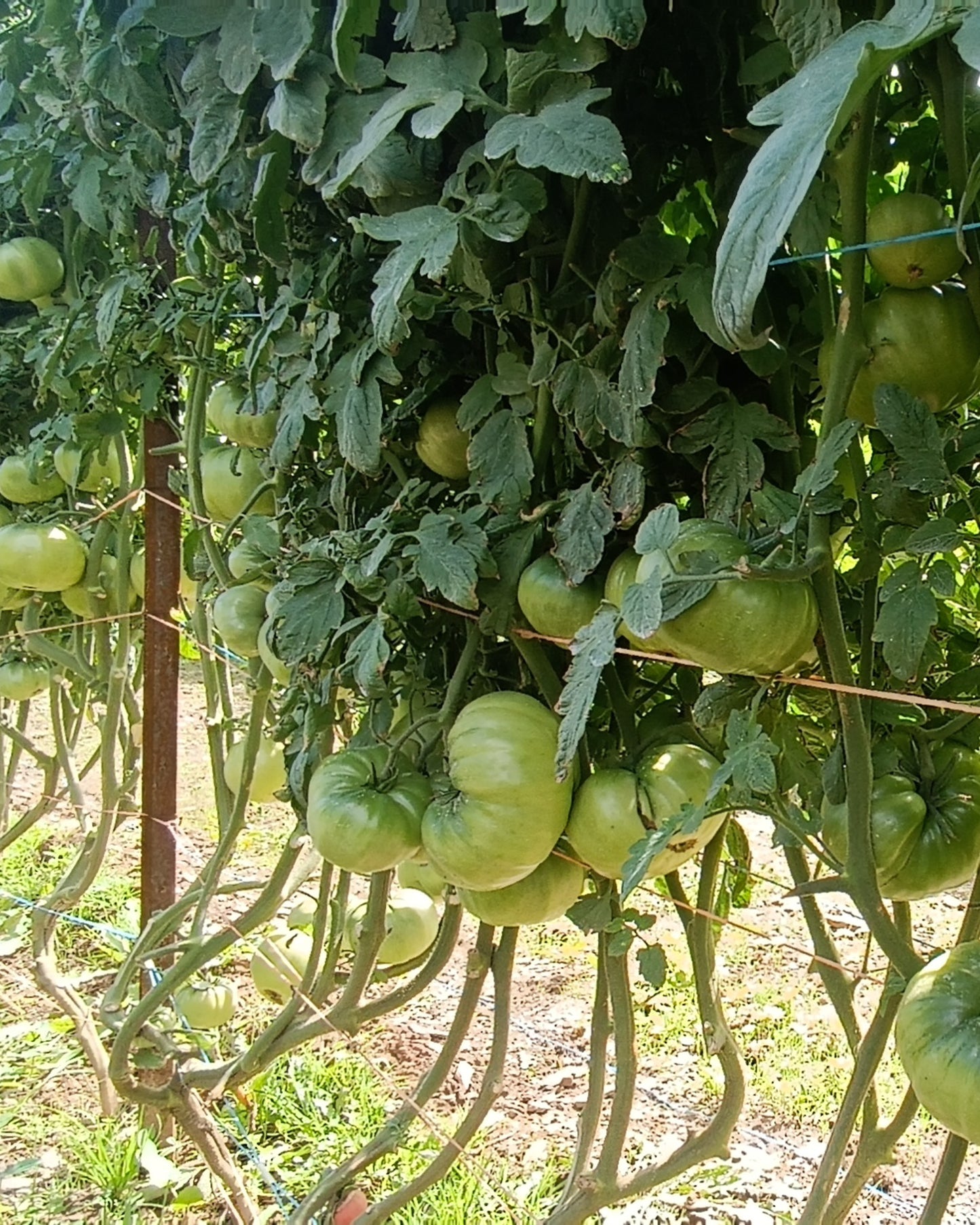 Tomate rosa de Zamora 2 Kg