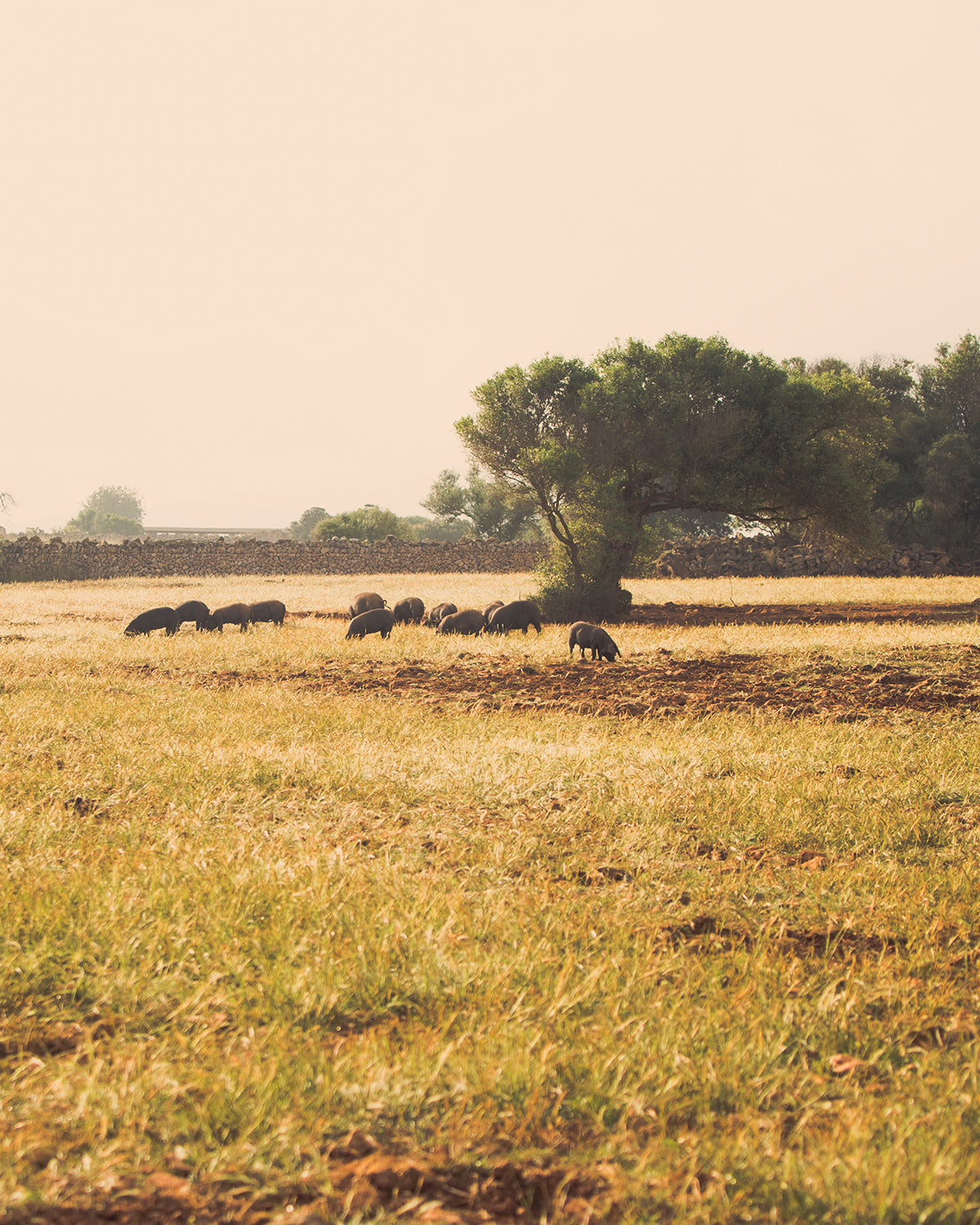 Sobrasada de Mallorca Picante Can Company 350 g