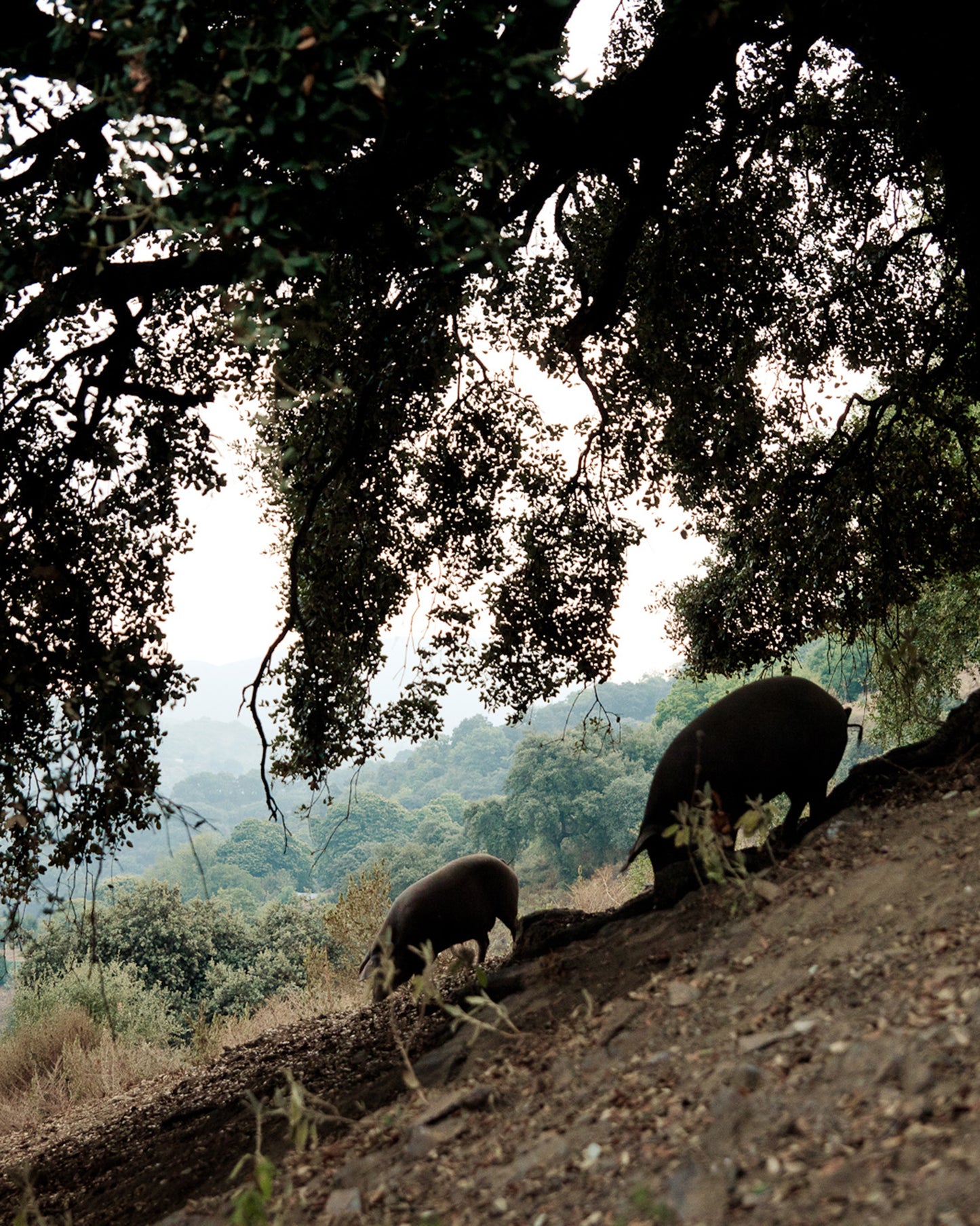 Lomo de bellota 100% ibérico 500 g
