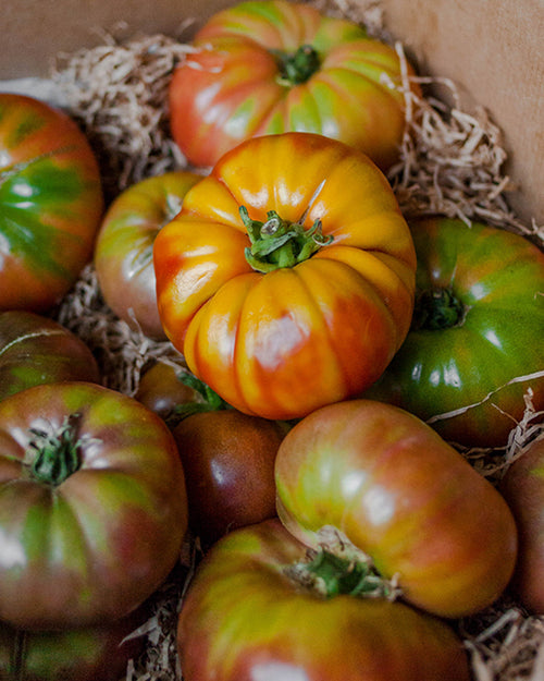 Tomate Roostiq Nº 38 2 Kg