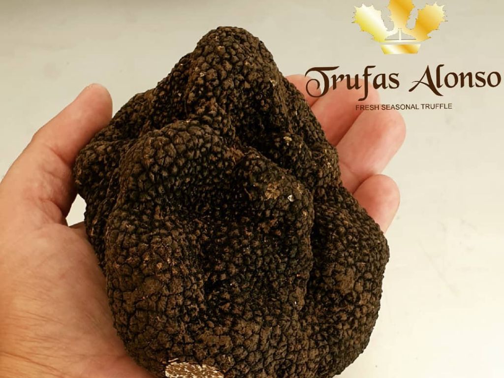 gid://shopify/MediaImage/31488703987939