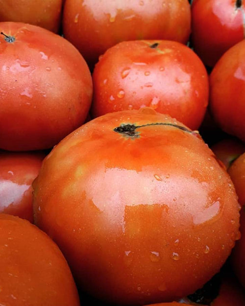 Tomate Kosta