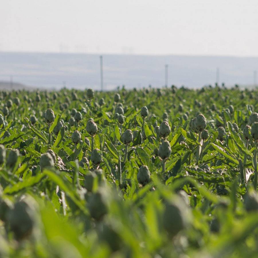 Alcachofa blanca de Tudela