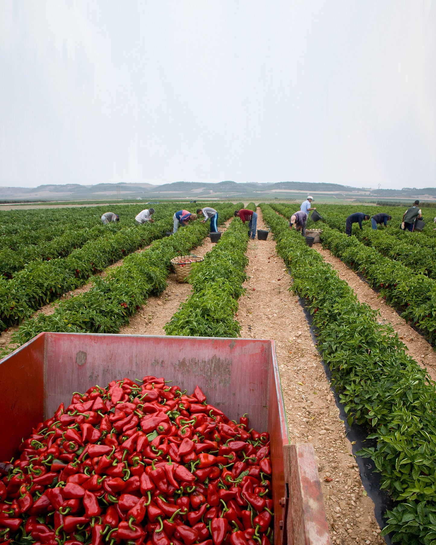 Pimientos del piquillo enteros, asados y pelados