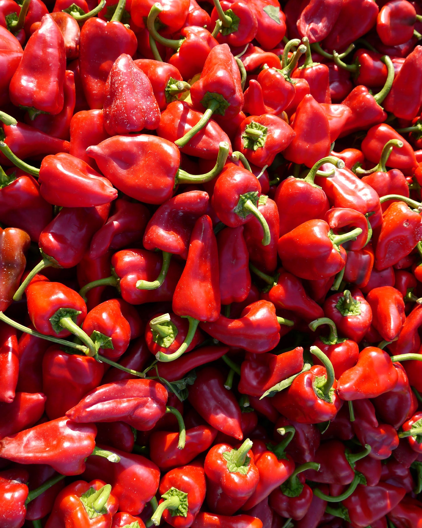 Pimientos del piquillo enteros, asados y pelados