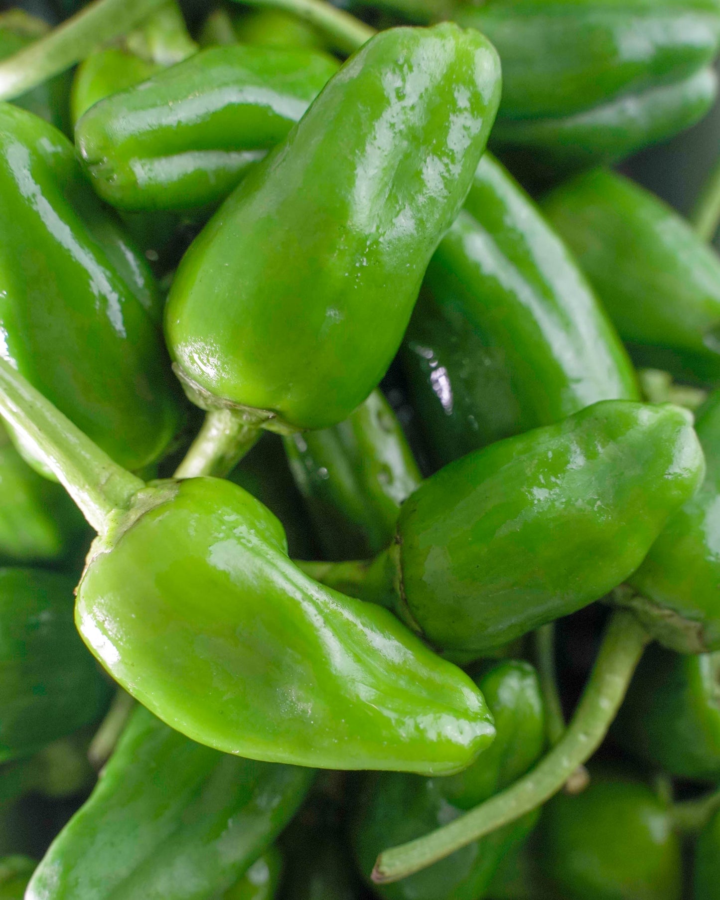 Pimientos de Herbón D.O.P 400g