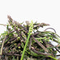 Esparraguines Asparagus Experiencie 125 g