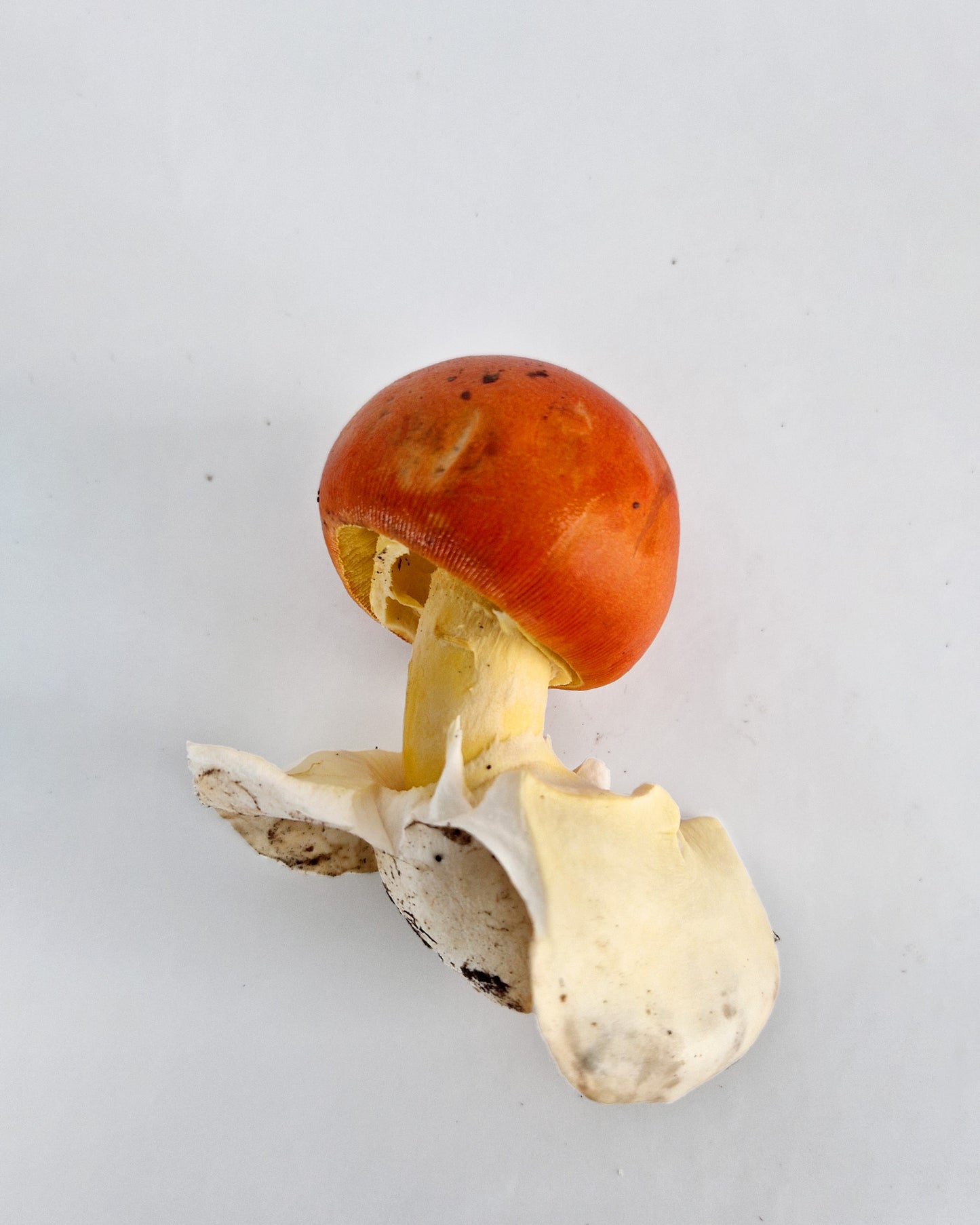 Amanita Caesarea fresca 400 g