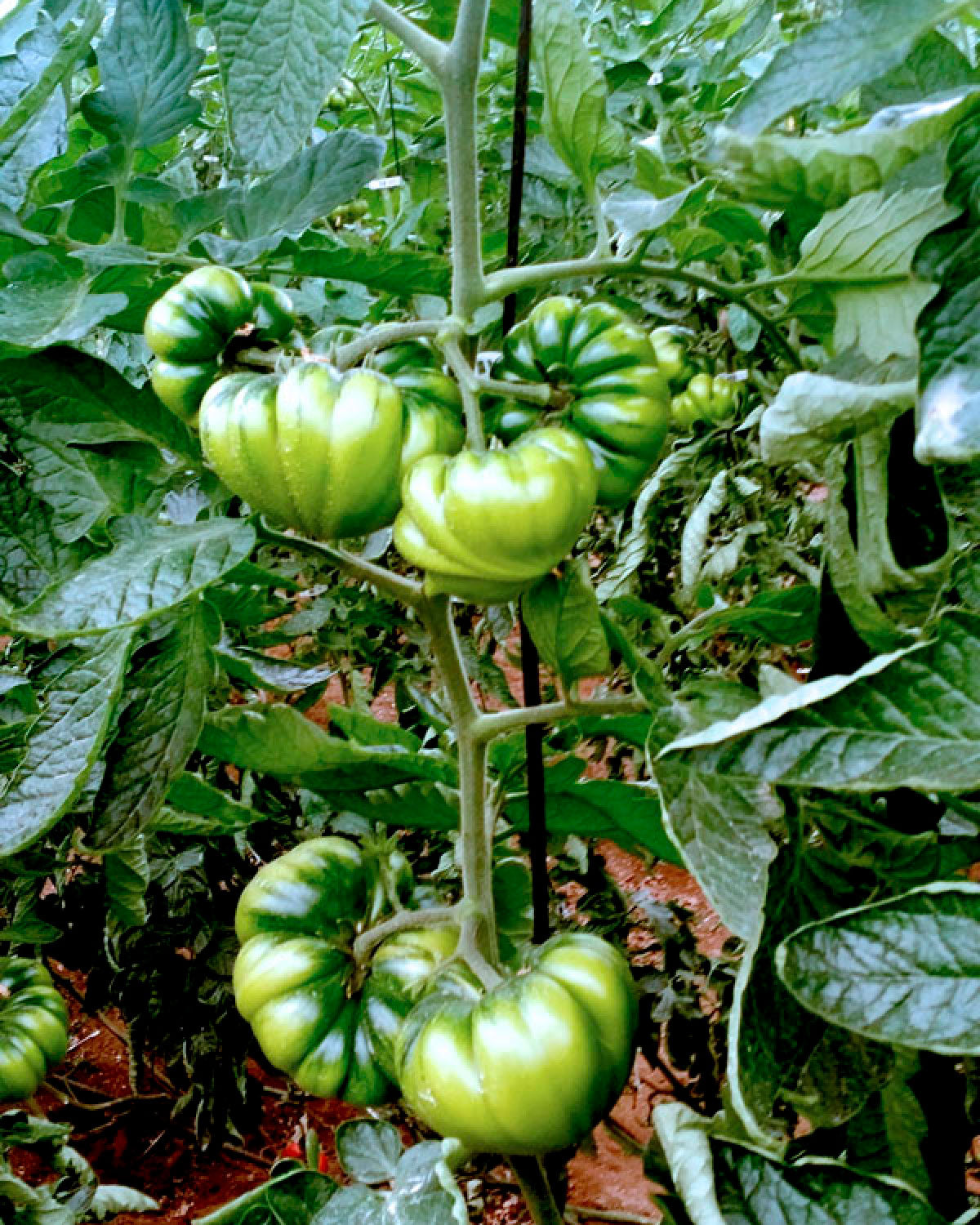 Tomate Raf asurcado 800 g