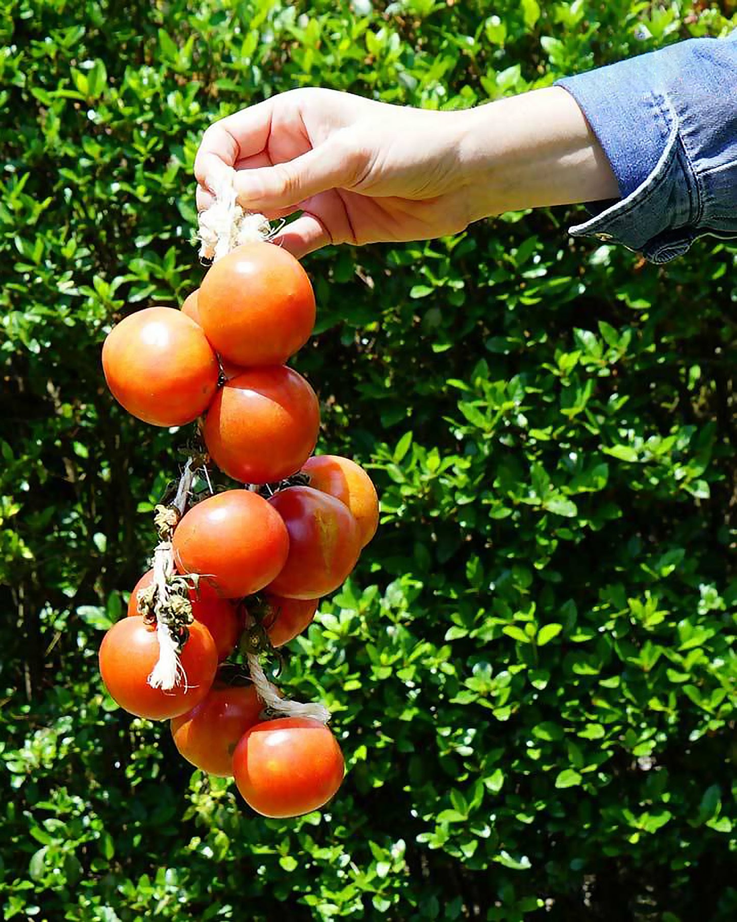 tomates de colgar ecológicos