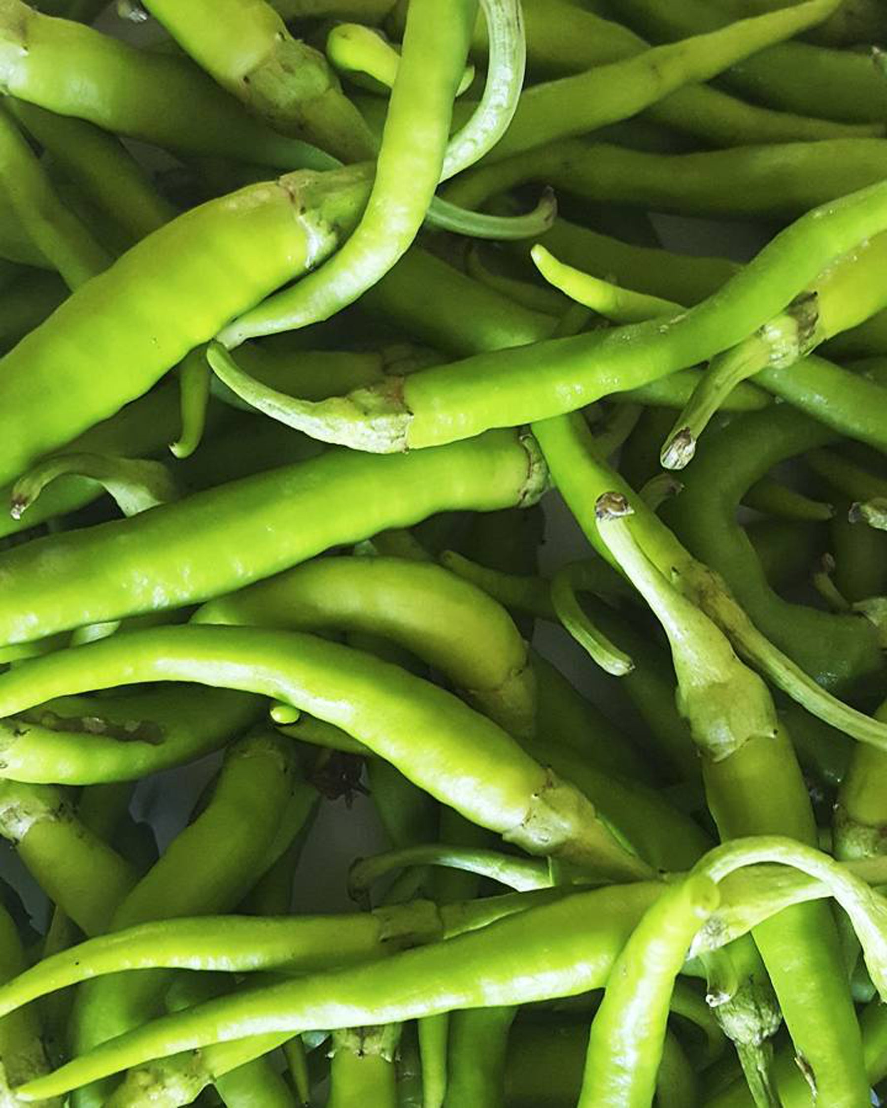 Piparra o guindilla fresca 500 g