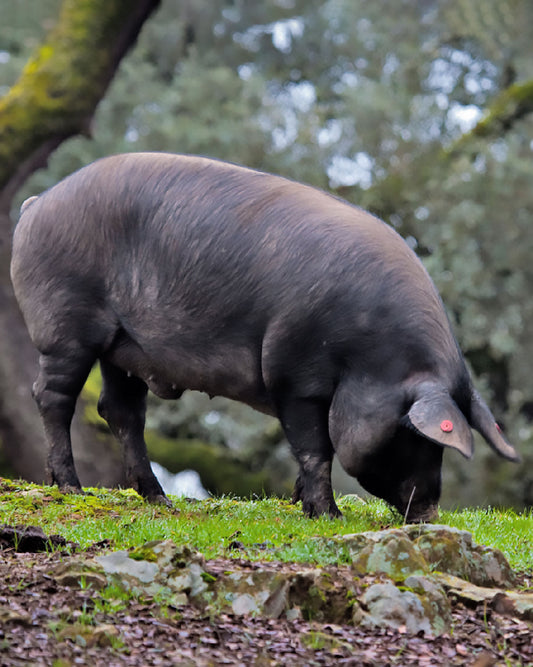 cerdo ibérico de bellota