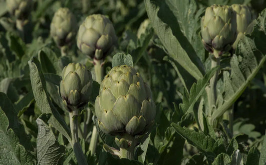 como limpiar alcachofas