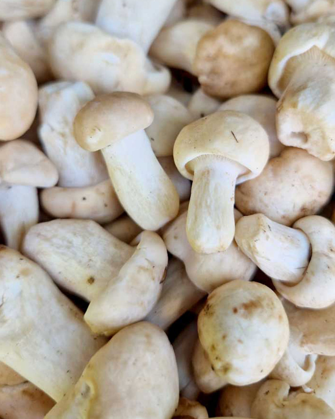 perretxicos o seta de san jorge