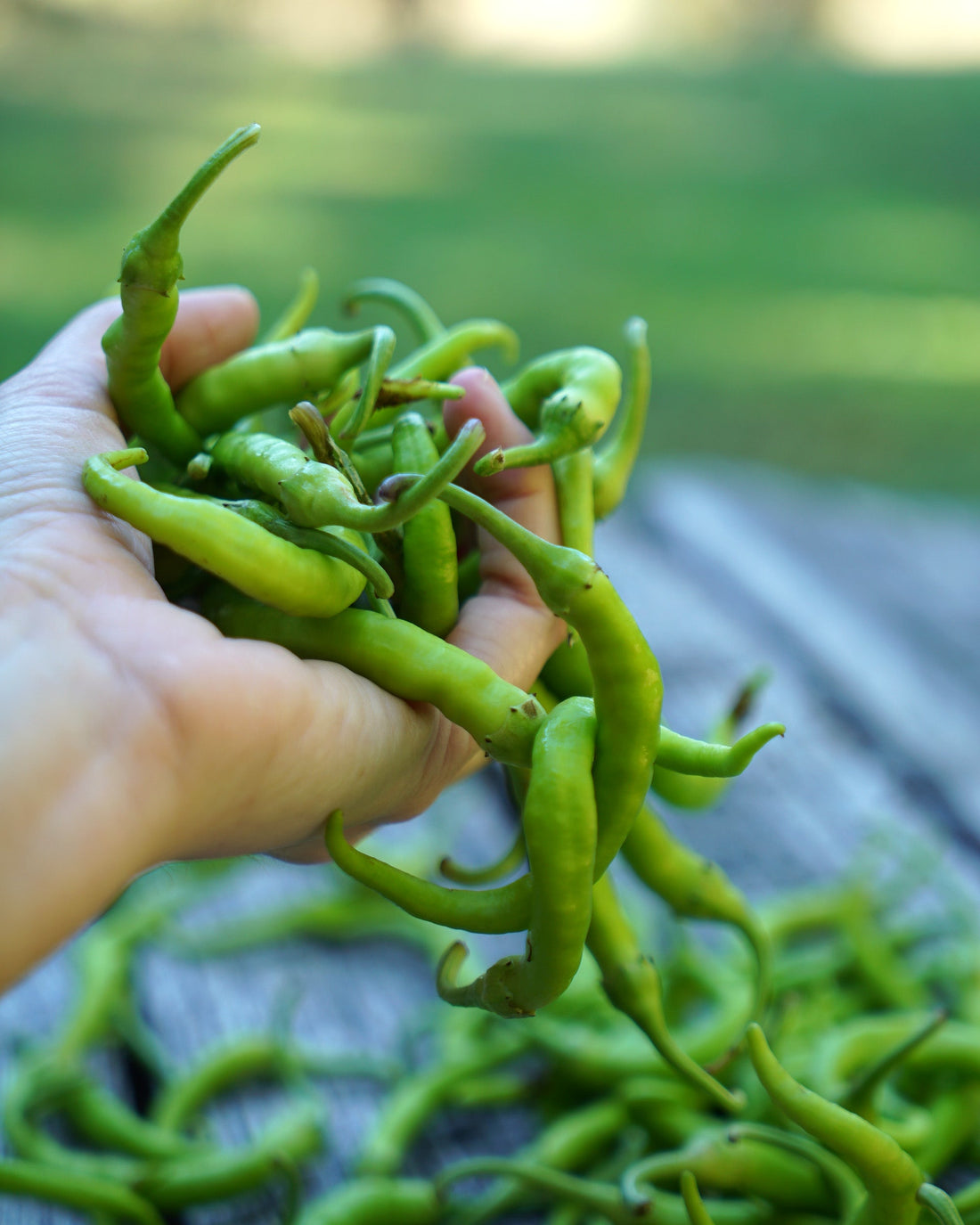 Piparras o guindillas frescas: qué son y cómo se comen