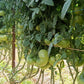 Tomate rosa de Zamora 2 Kg