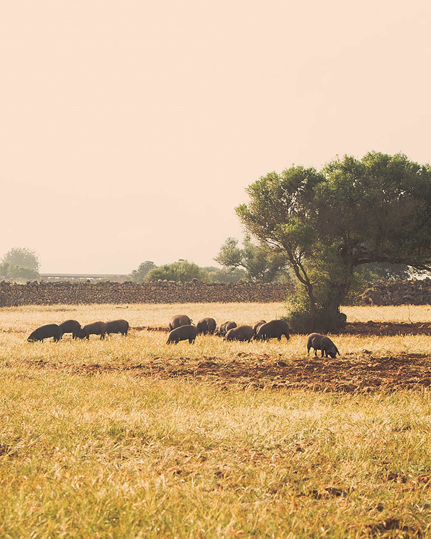 Sobrasada de Mallorca Can Company 350 g