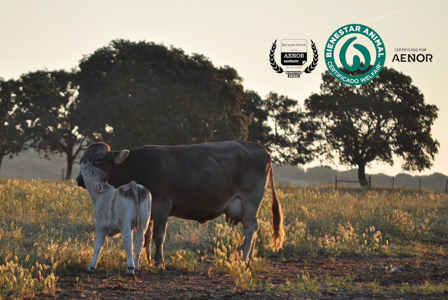  gid://shopify/MediaImage/69608257585476