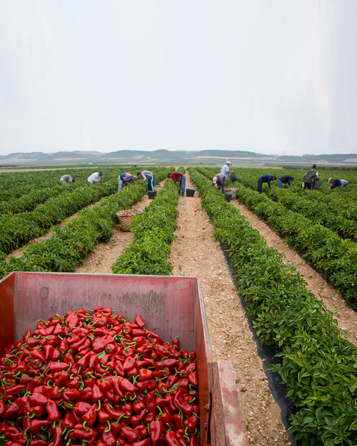 Pimientos del piquillo enteros, asados y pelados