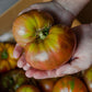 Tomate Roostiq Nº 38 2 Kg