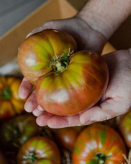Tomate Roostiq Nº 38 2 Kg