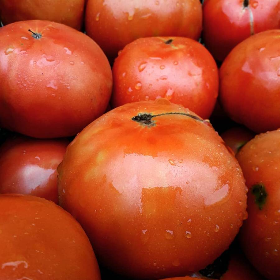 Tomate Kosta