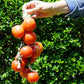 tomates de colgar ecológicos