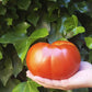 Tomate Kosta extra grande 2 Kg