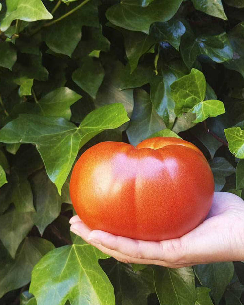 Tomate Kosta extra grande 2 Kg